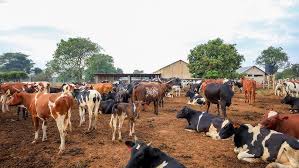Desi Cow Farm