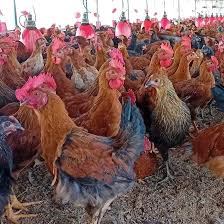 Poultry Farming