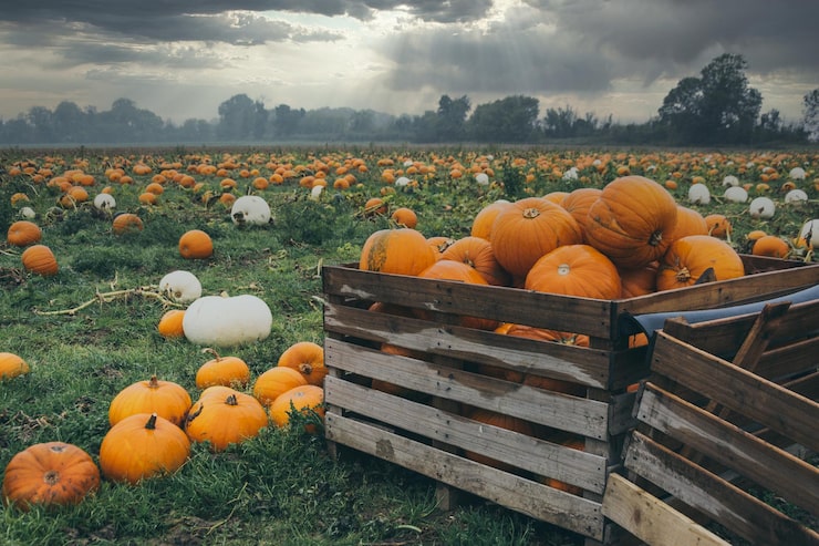 PUMKIN